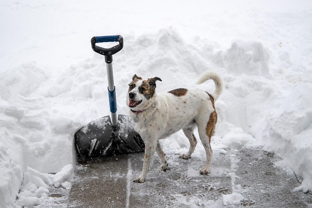 ryobi snow shovel