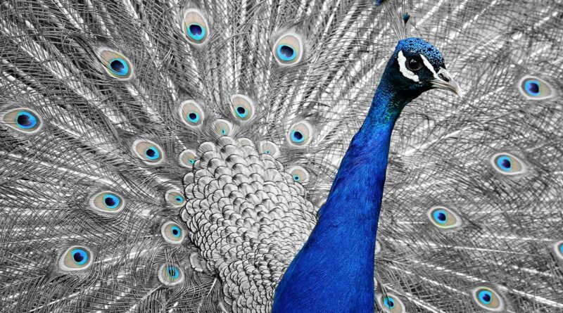 peacock, animal, bird, feathers, vanity, dazzling, nature, wheel, multicoloured, splendid, beautiful, plumage, proudly, wildlife, beauty, colorful, side view, side review, hit the wheel, vanity, vanity, vanity, vanity, vanity, wheel