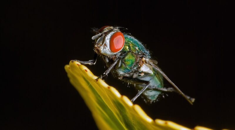 insect, moscow blue, fly, macro, near, animal, leaf, the eyes, nature, black, entomology, pentax k10