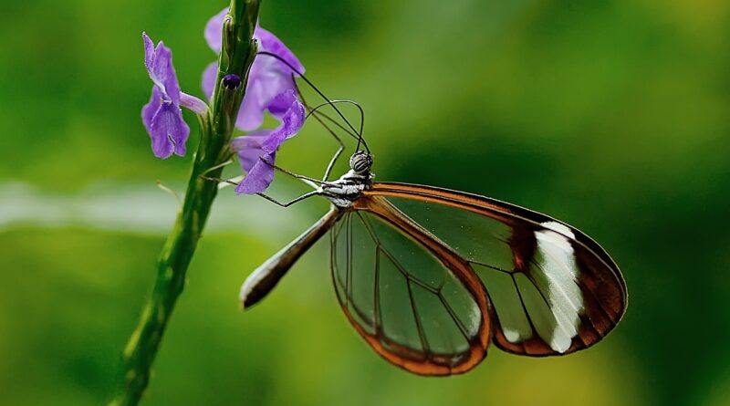 butterfly, insect, nature, animal, wing, flower, blossom, bloom, beautiful flowers, edelfalter, flower background, flower wallpaper, greta morgane, exotic, flight insect