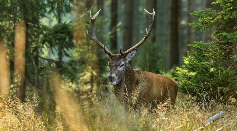 hart, forest, nature, trees, antlers, animal, bull, rut, hart, hart, hart, antlers, antlers, bull, bull, bull, bull, bull
