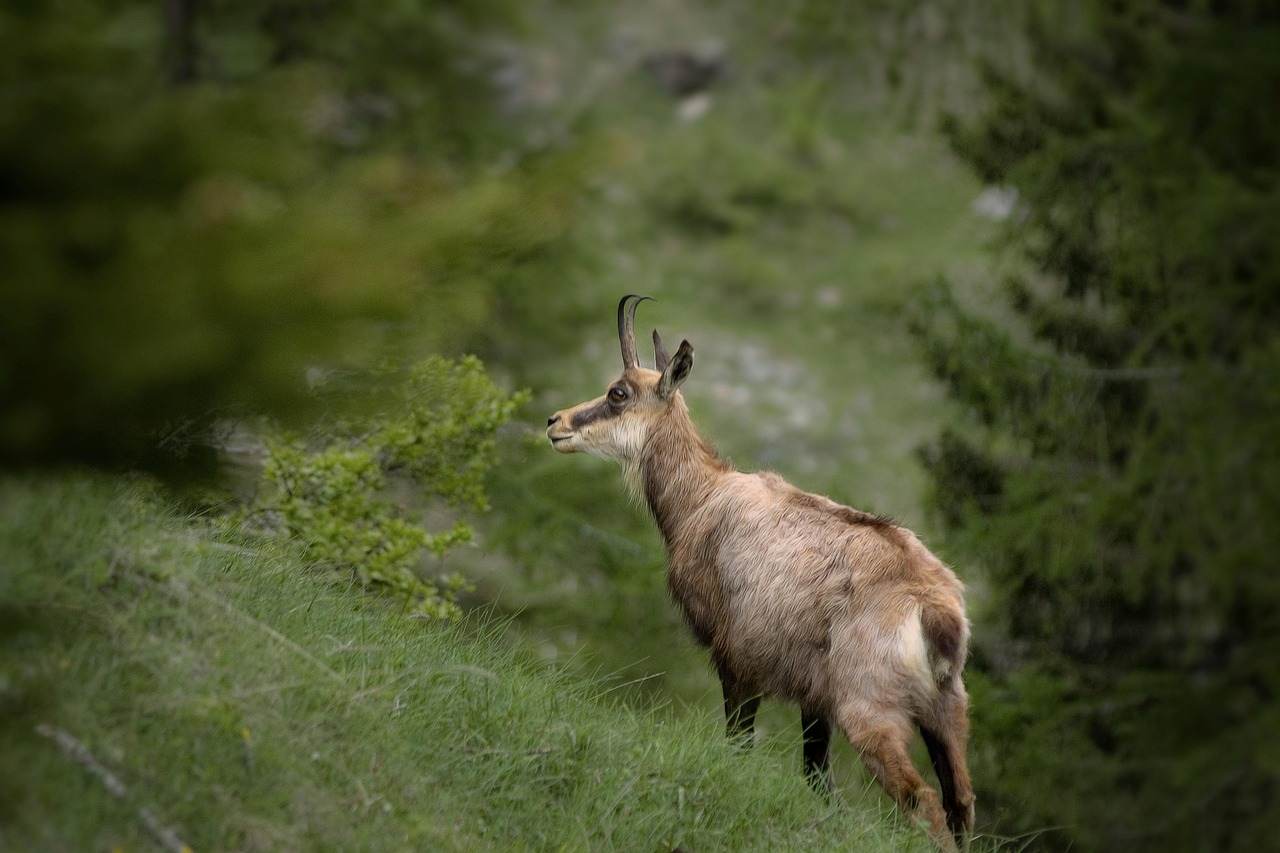 chamois, animal, mammal, rupicapra rupicapra, wild animal, horns, mountain, alps, nature, pentax k10, chamois, chamois, chamois, chamois, chamois, animal, rupicapra rupicapra, alps, nature