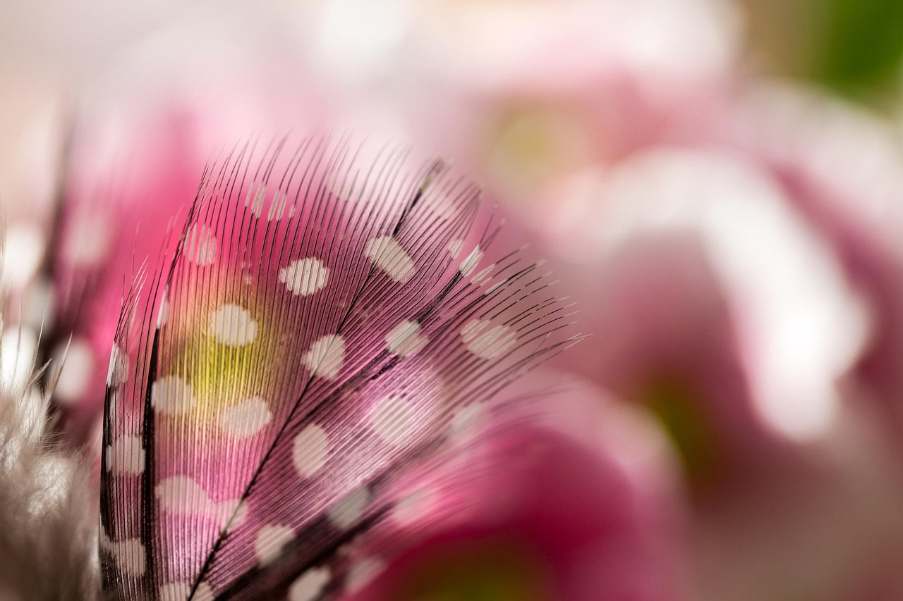 feather, nature, lightweight, bird, texture, macro