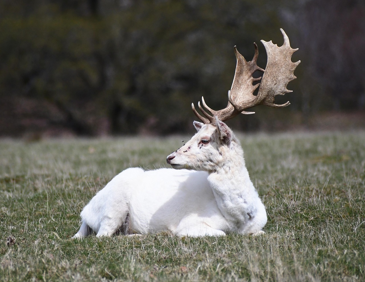 stag, hart, wildlife, deer, animal, nature, forest, stag, stag, stag, stag, stag, hart, hart, hart, hart, deer