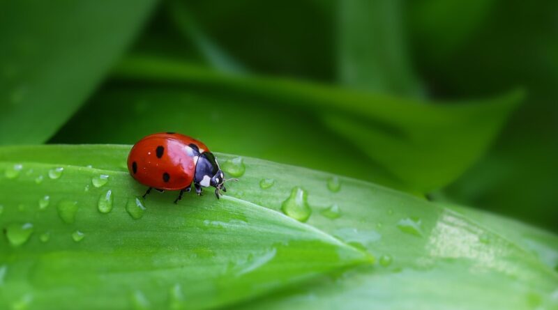 ladybug, beetle, insect, nature, blade, leaf