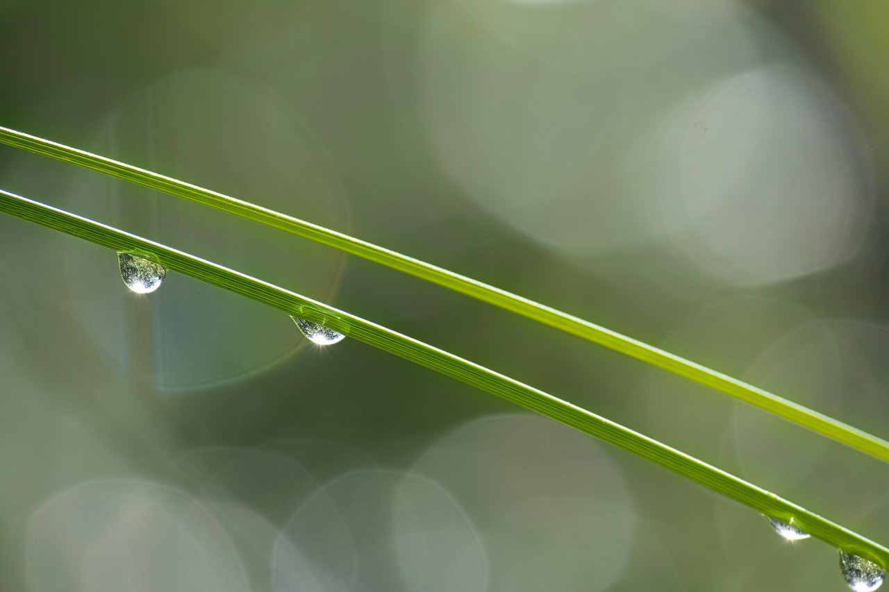 grass, dewdrop, blades of grass, dew, morning dew, close up, flora, green, nature, dew, dew, dew, dew, dew, morning dew, green, nature
