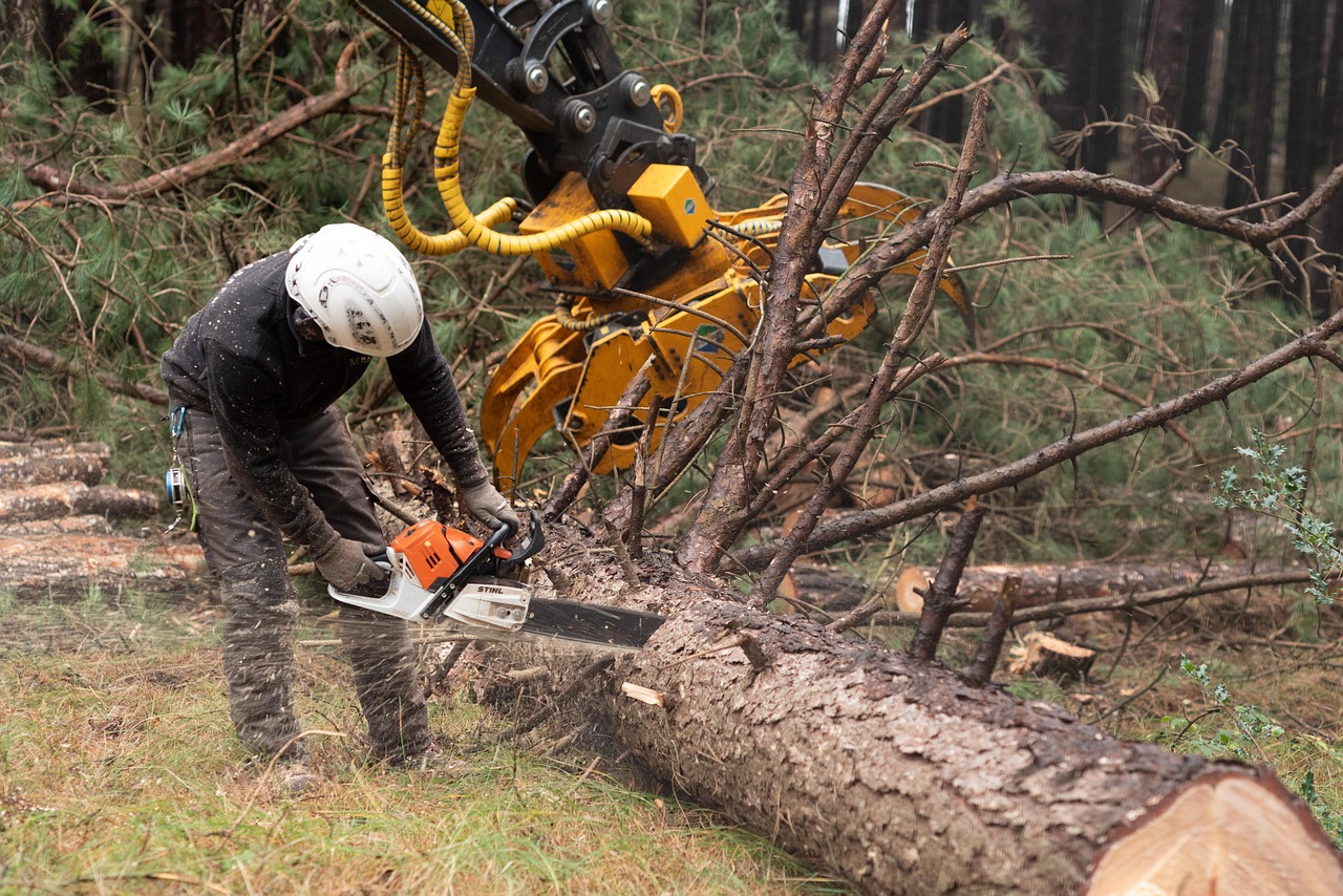forestry, logging, nature, trees, pine, power saw, saw, tree saw, workman, worker, handyman, machines, tree care, nature restoration, logging, logging, logging, logging, logging, power saw, saw, workman, handyman