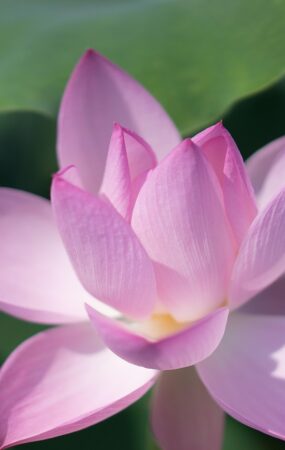 lotus, li garden, wuxi