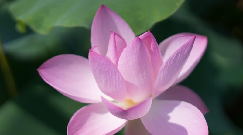 lotus, li garden, wuxi