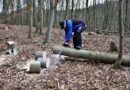 lumberjack, chainsaw, woodwork, tree trunks, lumber, lumberjack, lumberjack, lumberjack, lumberjack, chainsaw, chainsaw, chainsaw, chainsaw, chainsaw