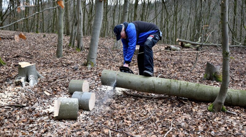 lumberjack, chainsaw, woodwork, tree trunks, lumber, lumberjack, lumberjack, lumberjack, lumberjack, chainsaw, chainsaw, chainsaw, chainsaw, chainsaw
