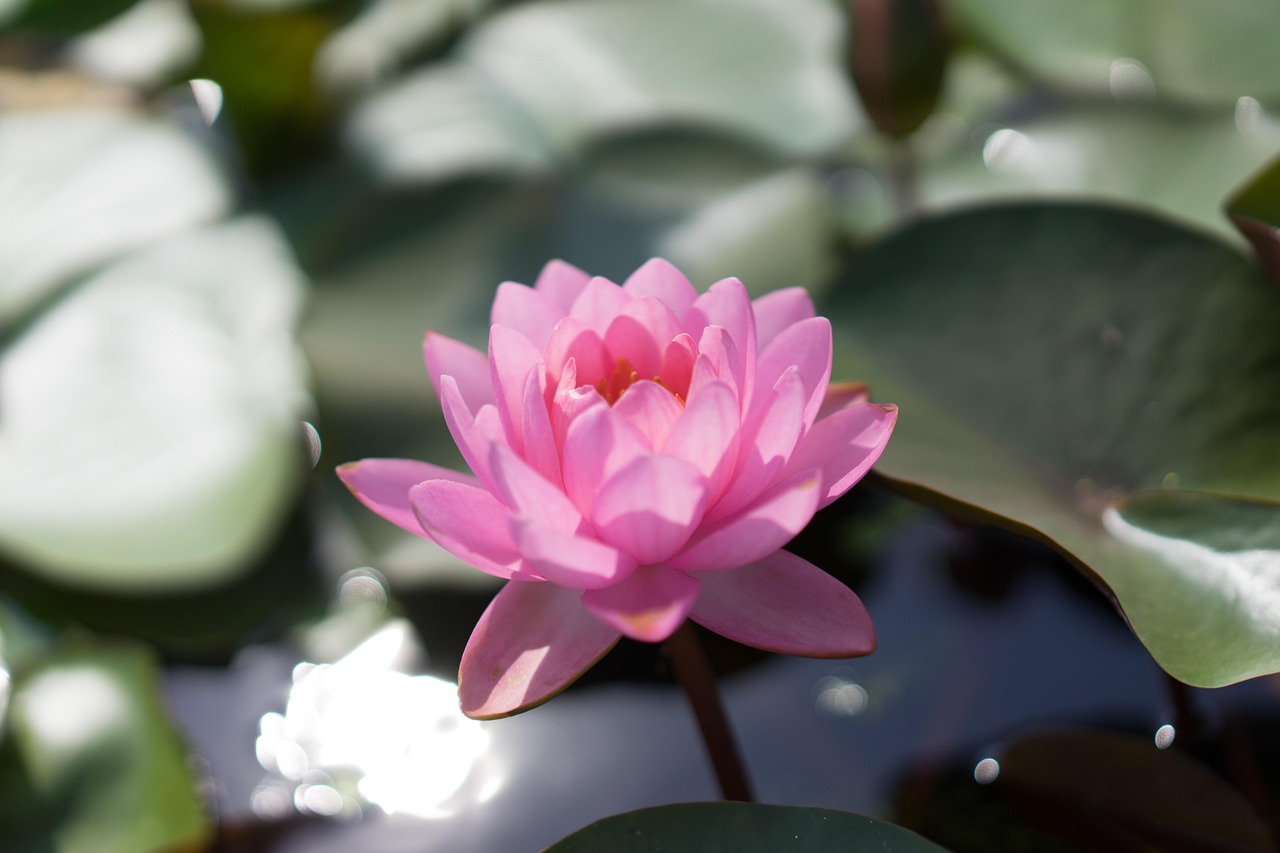 li garden, wuxi, lotus