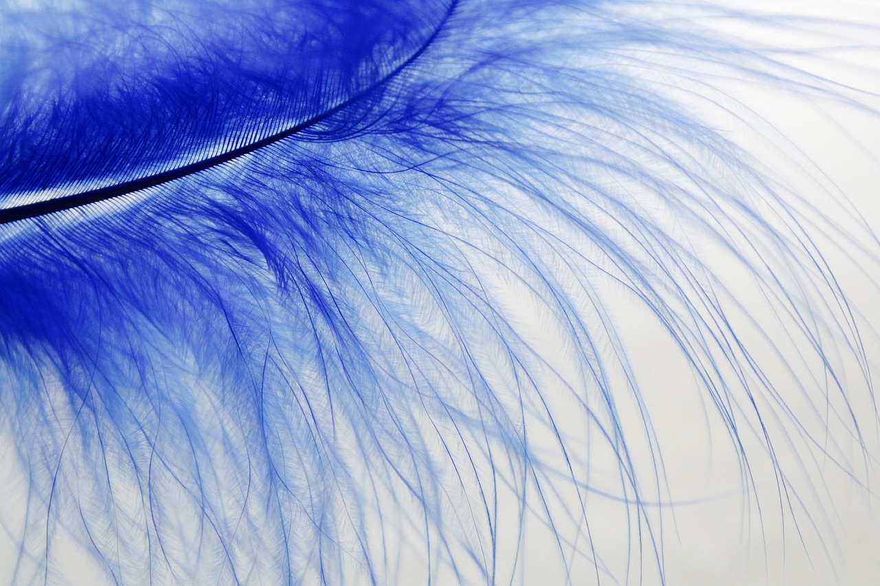 feather, soft, blue, bird feather, plume, fluffy, closeup, feather, feather, feather, feather, feather, soft, soft