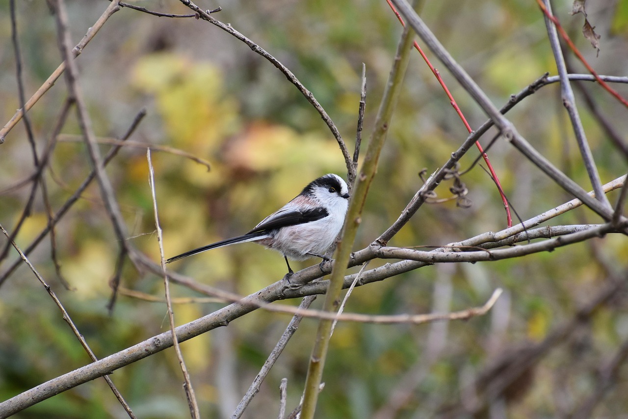 animal, wood, branch, bird, wild bird, energy guide department of, energy guide, wild animals, nature, natural, landscape