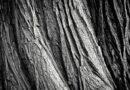 tree, tree bark, tribe, wood, tree trunk, bark, texture, rau, surface, nature, old, weathered, old wood, black and white, monochrome, tree, tree, tree bark, wood, wood, wood, bark, texture, texture, texture, texture, texture