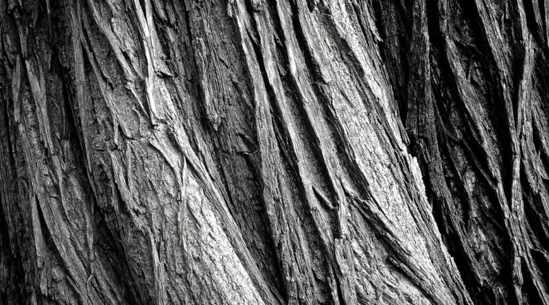 tree, tree bark, tribe, wood, tree trunk, bark, texture, rau, surface, nature, old, weathered, old wood, black and white, monochrome, tree, tree, tree bark, wood, wood, wood, bark, texture, texture, texture, texture, texture