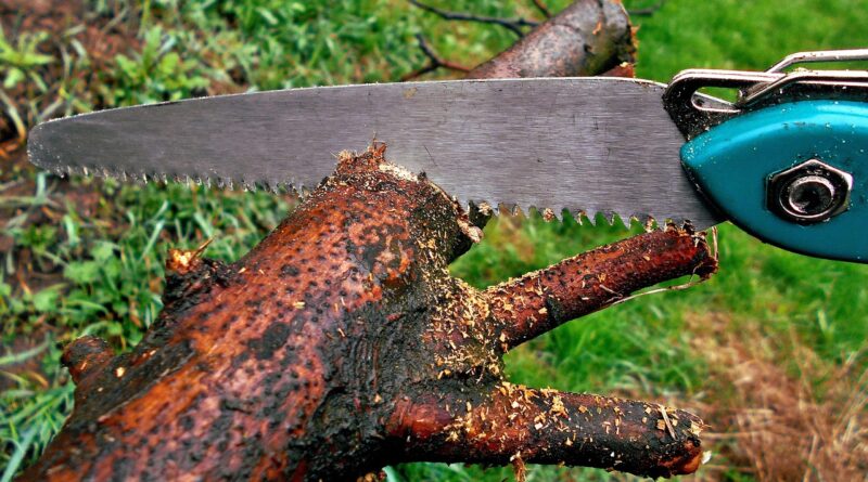 sawing, saw, garden, spring, pruning, gardening, nature, trees, the ball