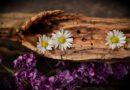 daisy, lilac, wood, flowers, bloom, nature, blossom, flower wallpaper, weathered wood, old wood, beautiful flowers, cracked wood, flower background, decorative, decoration