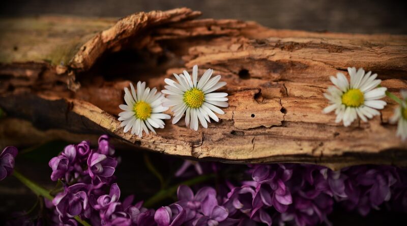 daisy, lilac, wood, flowers, bloom, nature, blossom, flower wallpaper, weathered wood, old wood, beautiful flowers, cracked wood, flower background, decorative, decoration