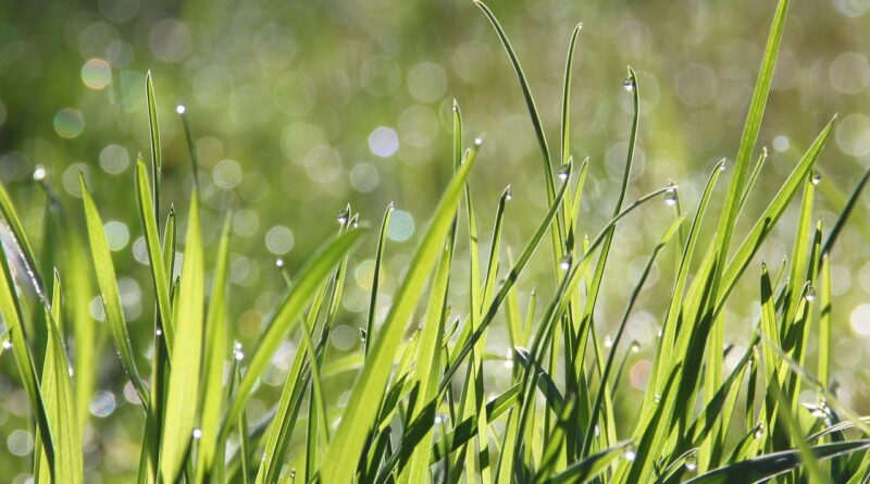 dew, grass, morning, morning dew, dewdrops, water droplets, grassy, grass blades, grasses, close up, meadow, bokeh, drip, green, nature, dew, morning, morning, morning, morning, morning