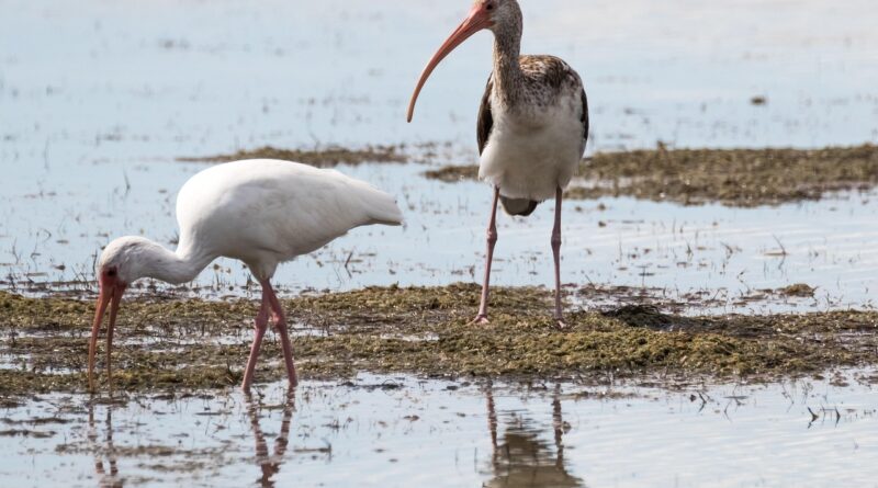 cuba, cayo coco, coco blanco, adult, juvenile, birding, 10-10-18