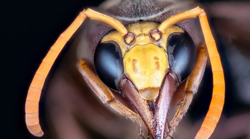 hornet, insect, macro, compound eyes, sensor, antennas, mandibles, upper jaw, mouth tool, hornet, hornet, hornet, hornet, hornet, mandibles