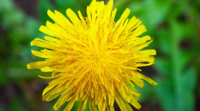 dandelion flower, macro, close-up, from the top angle