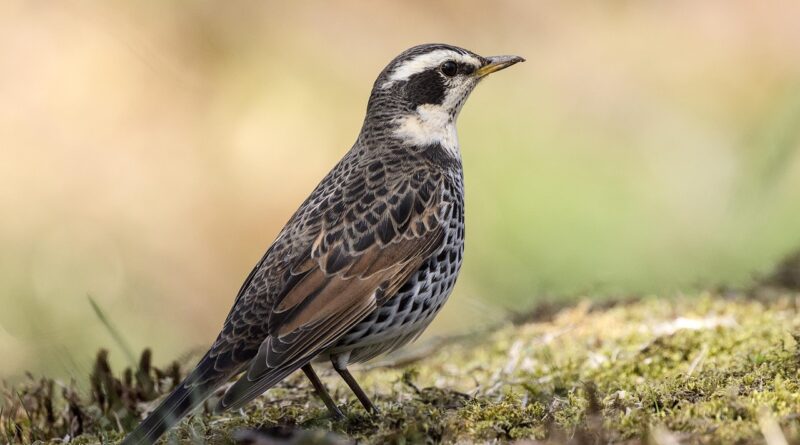 bird, throttle, rustwing thrush, nature