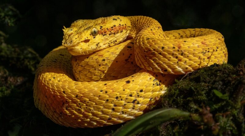 poisonous snake, eyelash viper, prehensile-tailed lancehead viper, viper, reptile, wildlife, costa rica