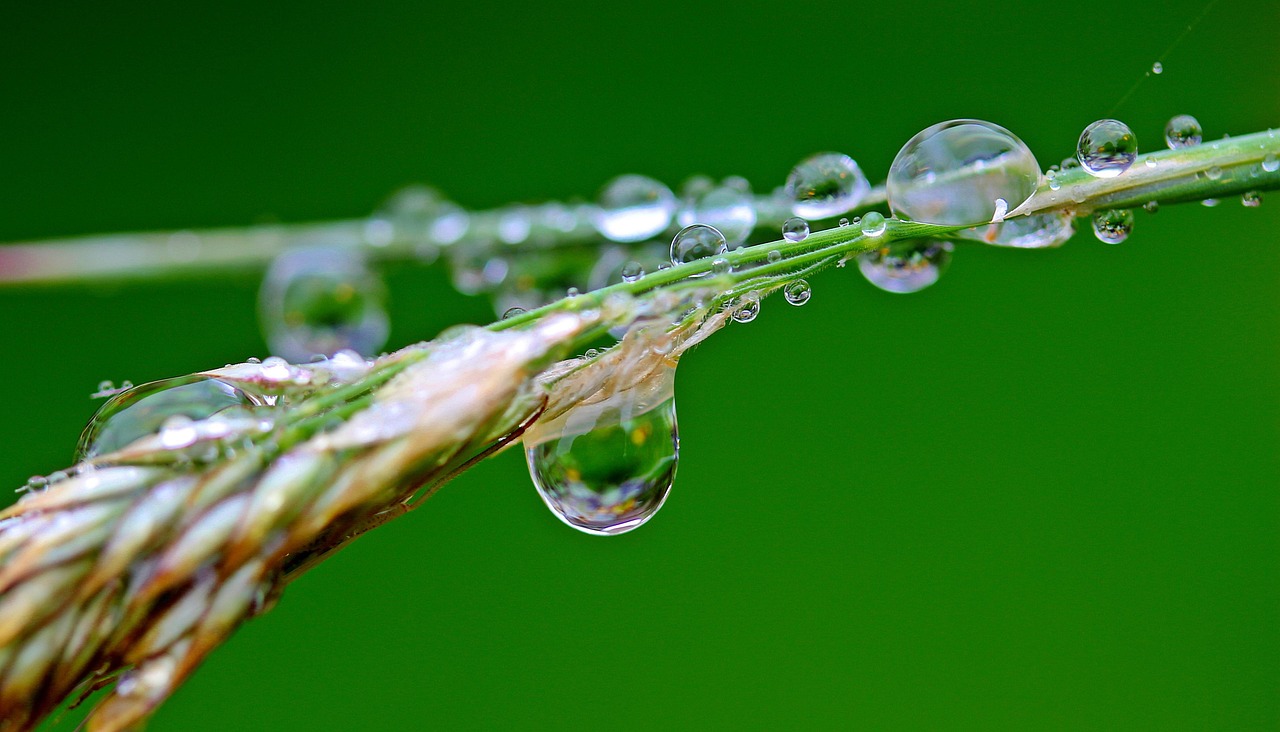 raindrop, drops, rain, water, wet, waterdrop, water pearls, blade of grass, morning dew, nature, reflection, close up
