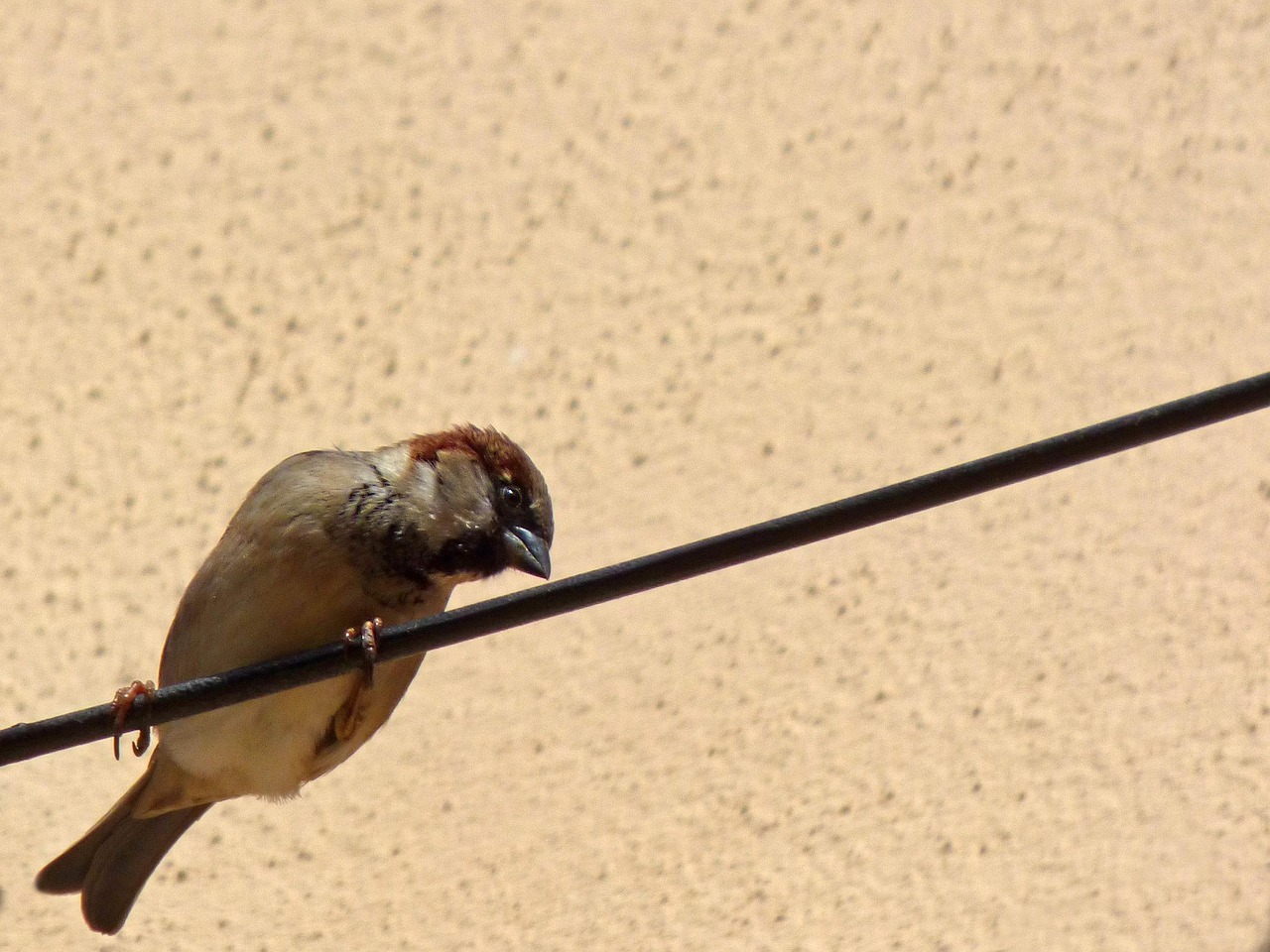 cable sparrow, nature, scan, bird