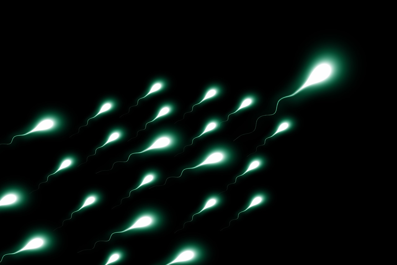 sperium, sperm, winner, first, competition, champion, front runner, egg, egg cell, seeds, sperm cell, same, nucleus, sperm, sperm, sperm, sperm, sperm
