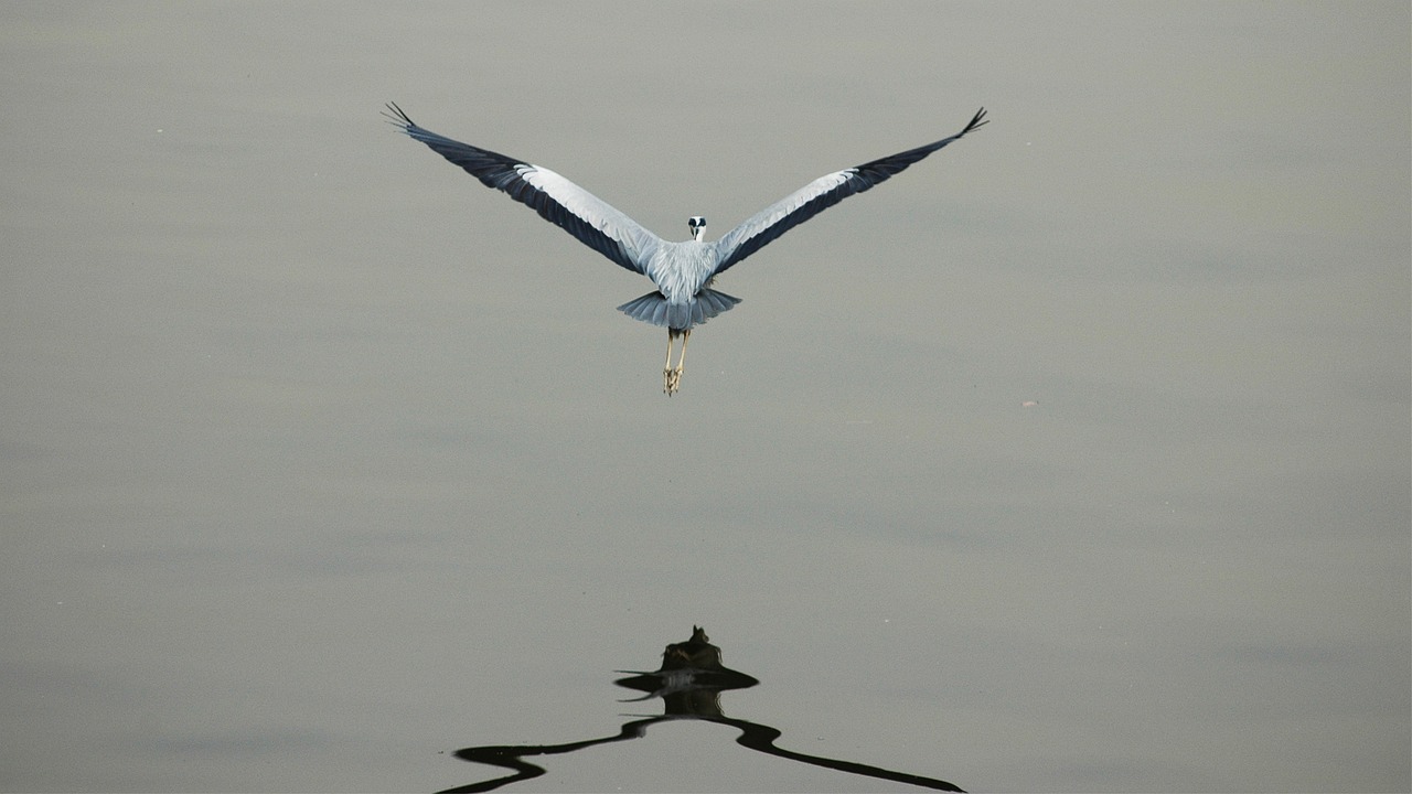 two solutions, reflection, lake, nature, if the cell number, reflections, gangneung, korea, this type