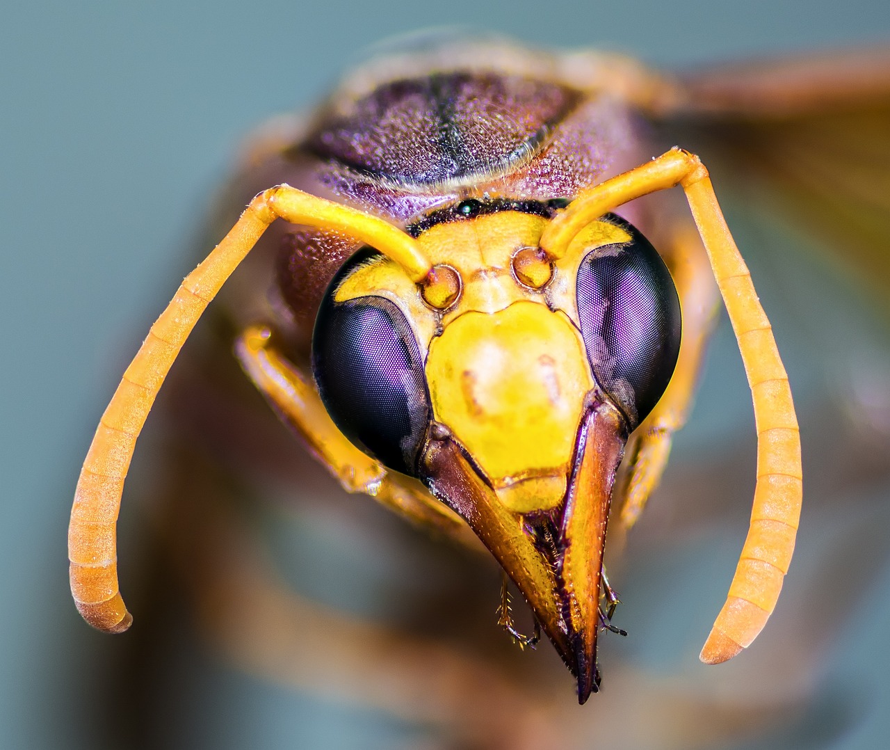hornet, insect, macro, compound eyes, sensor, antennas, mandibles, upper jaw, mouth tool, hornet, hornet, hornet, hornet, hornet