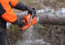 forest, tree, off, chainsaw, nature, logger, log, six
