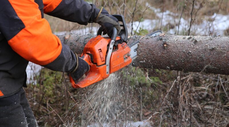 forest, tree, off, chainsaw, nature, logger, log, six