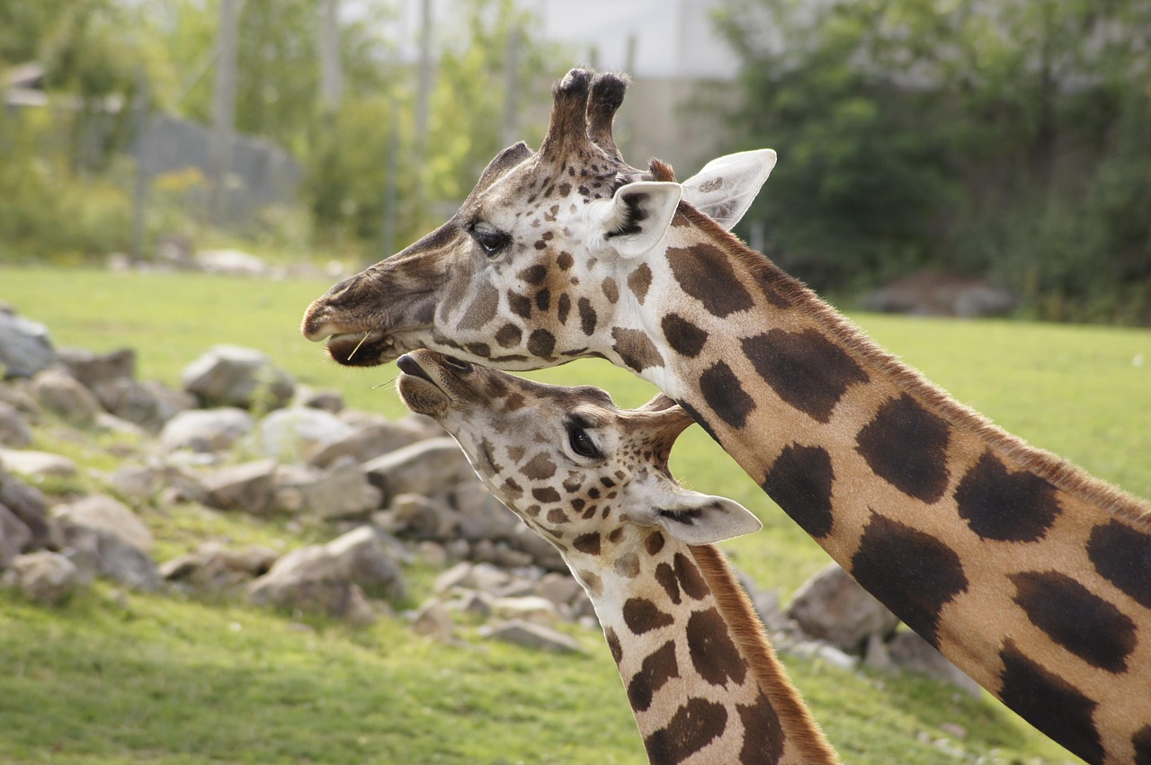 animal, giraffe, mammal, love, nature, species, fauna, wildlife, cub