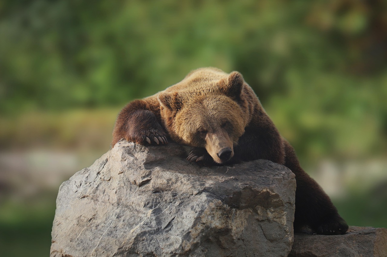 bear, beast, dormant, nature, mammal, good, animal
