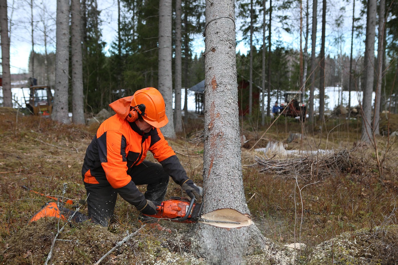 forest, logger, tree, six, chainsaw, nature, off, pour, timber, logging