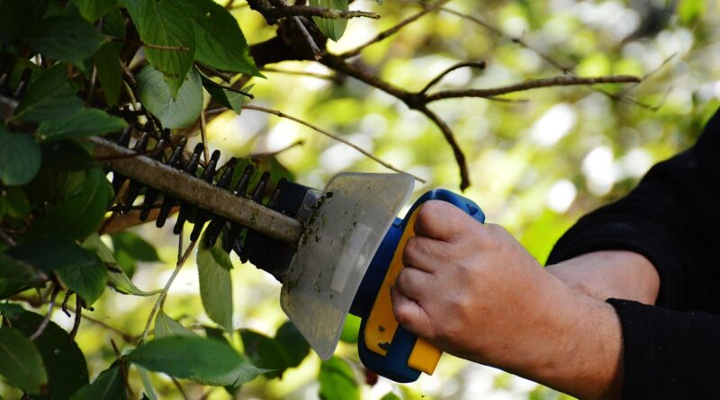bush, nature, to cut, gardening, gardener, section, branches, garden, work, hedge trimmer