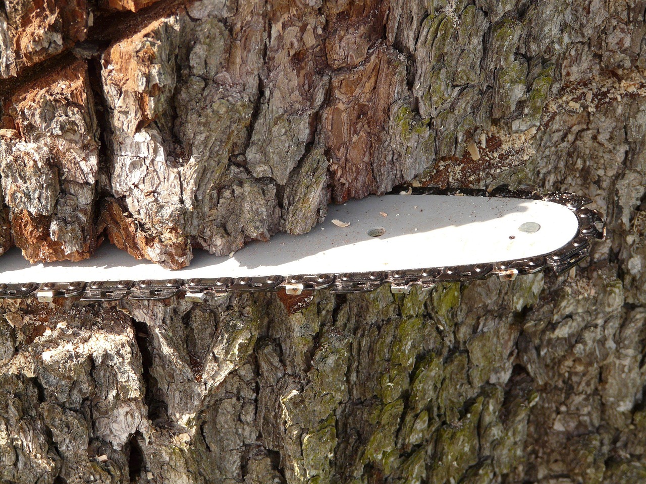 saw, chainring, chainsaw, chain, wood, firewood, woodwork, nature, tree, timber, chop wood, wood supply, sharp, danger, dangerous, risk of injury