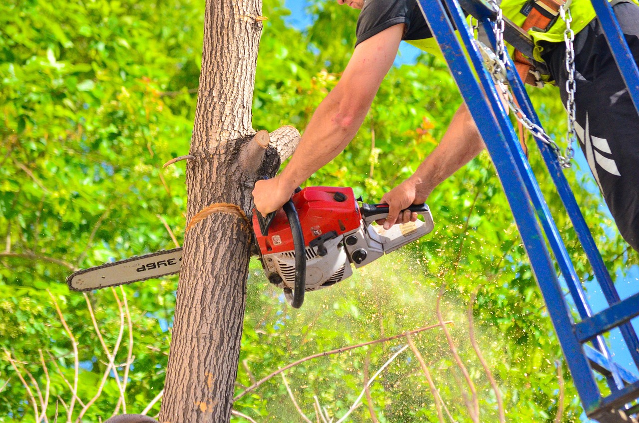 tree, chainsaw, saw, wood, woodworks, nature, work, chainsaw, chainsaw, chainsaw, chainsaw, chainsaw