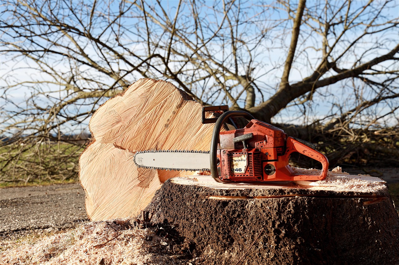 chainsaw, nature, tree, tree pruning, forest work, saw, felling, woodwork, dangerous, forestry, work, like
