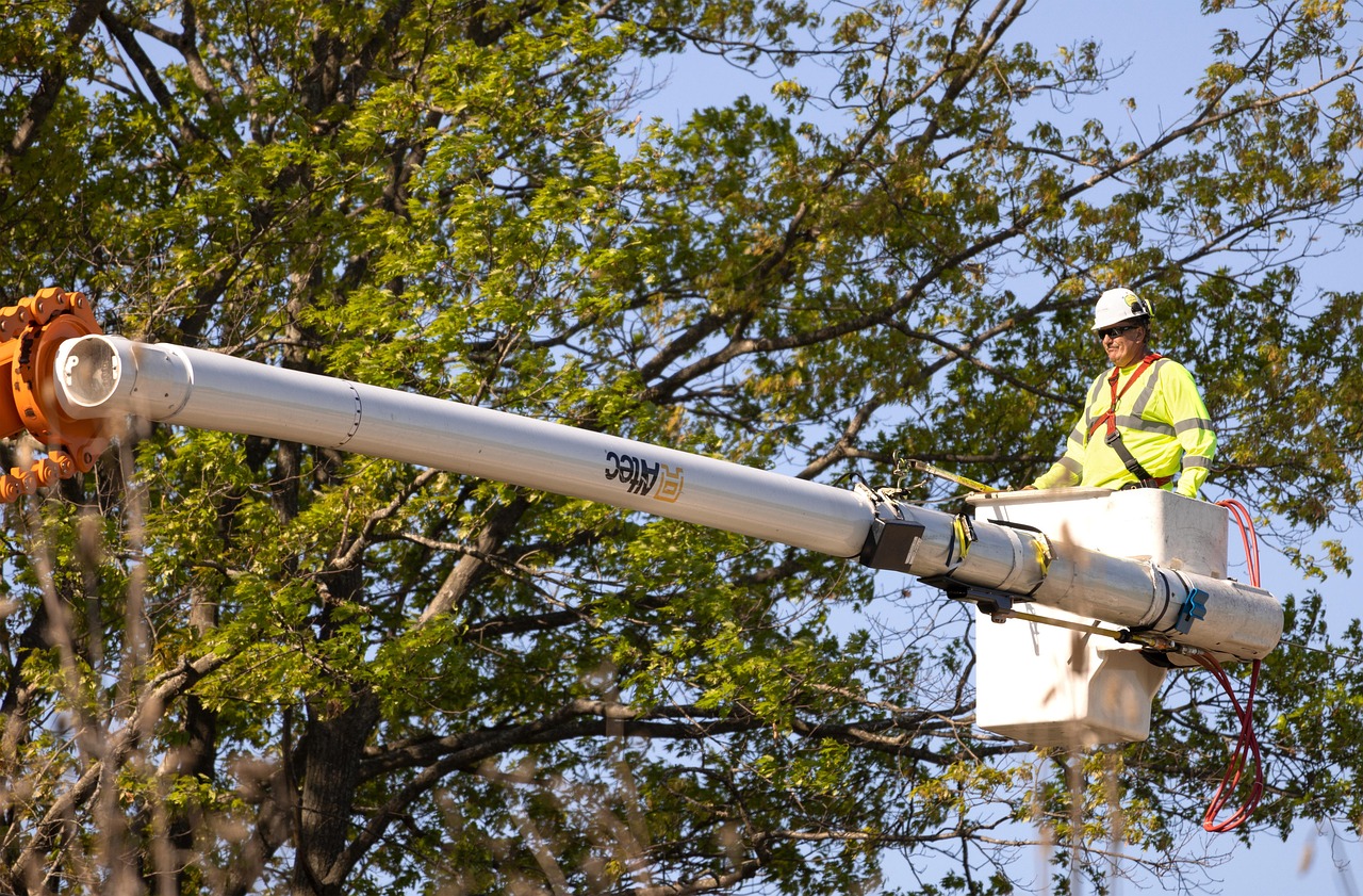 arborist, pruning, worker, trees, labor, nature, trimmer