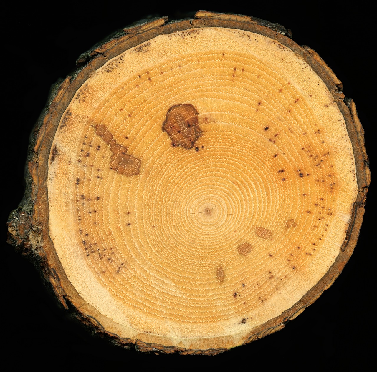 slice of wood, lumber, slice, cut, wood, bark, natural, nature, texture, brown, circle, circular, environment, maple, organic, round, section, years, orange nature, orange texture, orange wood, orange natural, orange circle, lumber, lumber, lumber, lumber, lumber, bark, bark, circle, circular, circular, round