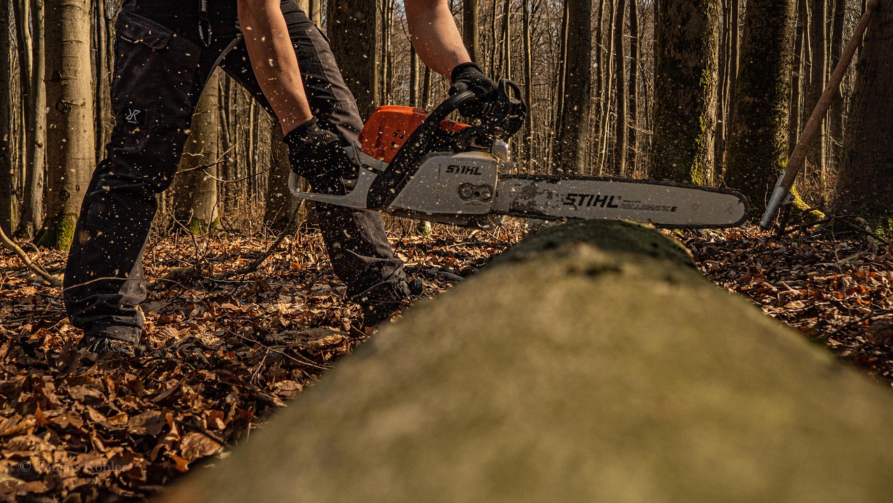 chainsaw, tree, forest, nature, chainsaw, chainsaw, chainsaw, chainsaw, chainsaw