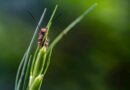 beetle, insect, nature, macro, close-up, antennas, green, bug, grass, beetle in nature, color contrast, creepy, close shot, colorful insect, macro photography, tiny beetle, unique perspective, small creature, nature photography, insect world, curious insect