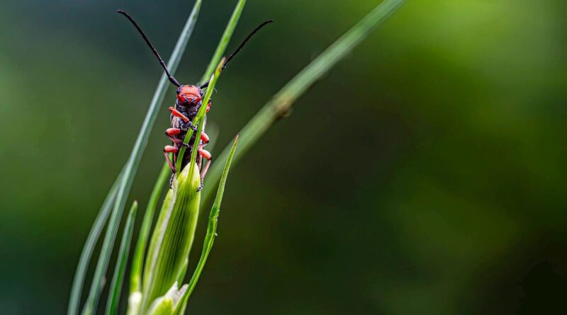 beetle, insect, nature, macro, close-up, antennas, green, bug, grass, beetle in nature, color contrast, creepy, close shot, colorful insect, macro photography, tiny beetle, unique perspective, small creature, nature photography, insect world, curious insect