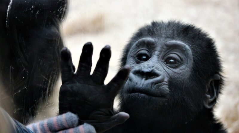 animal, monkey, mammal, primate, species, fauna, zoo, nature, hands, touch