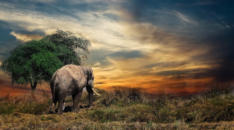 elephant, safari, tusks, pachyderm, wild animal, large mammal, large animal, wilderness, wildlife, wildlife photography, animal world, mammal, animal, nature, thailand, elephant, elephant, elephant, elephant, elephant, safari, thailand